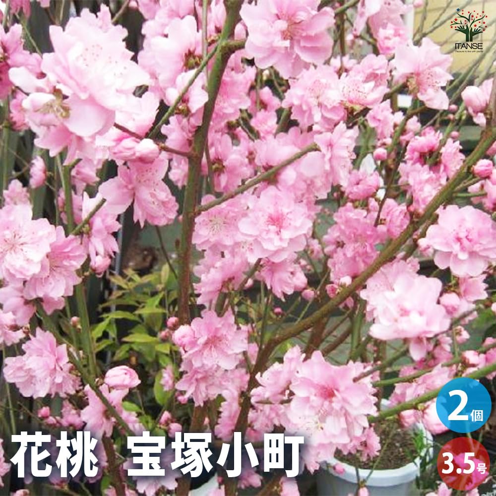 桃の木 約150cm ピンクの花3本セット　JUN Amazon.co.jp: 花桃の苗木 宝塚小町(八重咲ピンク花) 3.5号 2個セット